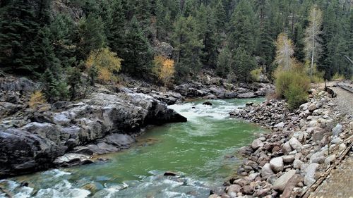 Scenic view of river stream in forest