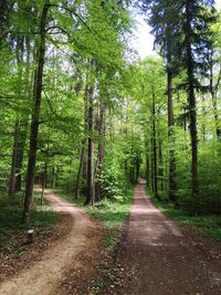 Pathway along trees in the forest