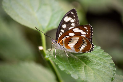 Close-up of butterfly on leaf