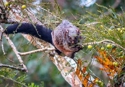 Close-up of squirrel on tree