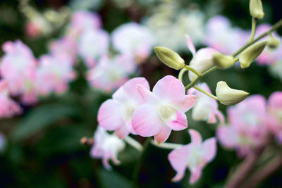 Close-up of pink flowering plant