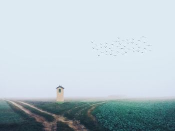 Bird flying over field