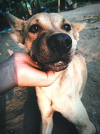 Close-up of hand holding dog