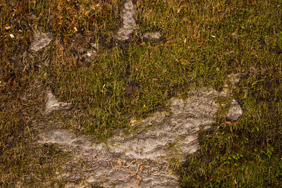 High angle view of stream in forest