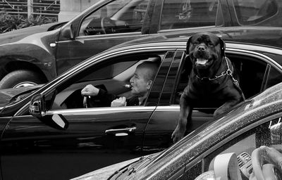 Dog sitting in car