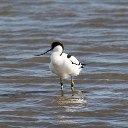 White duck in sea