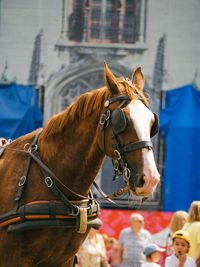 Close-up of horse standing outdoors