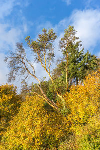 Low angle view of yellow trees against sky