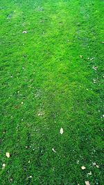 Full frame shot of grassy field