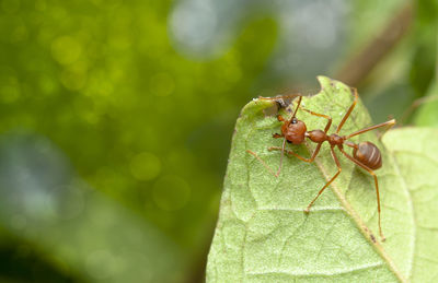 Close-up of insect on leaf