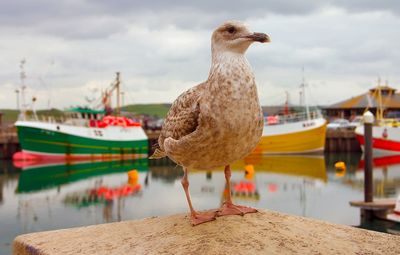 Close-up of seagull perching on a sea