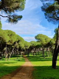 Trees in park against sky