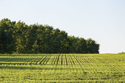 Scenic view of agricultural field against clear sky