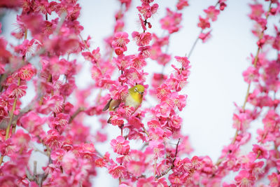 Close-up of pink cherry blossom