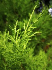 Close-up of fresh green grass