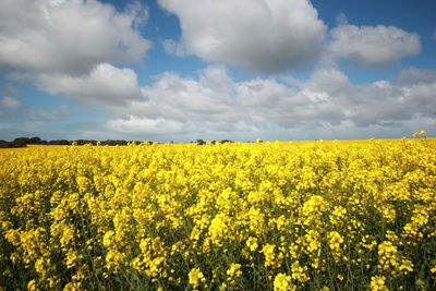 Scenic view of oilseed rape field against sky