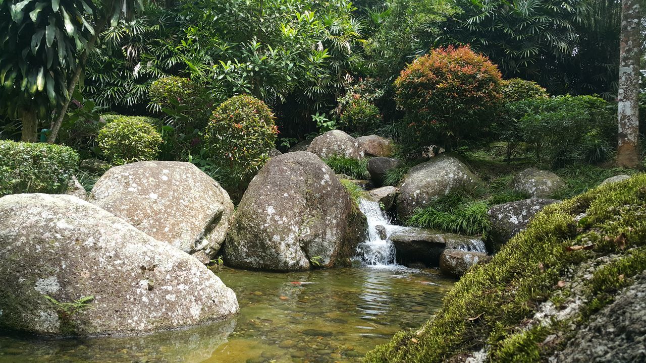 water, rock, plant, nature, tree, beauty in nature, tranquility, no people, growth, garden, day, stream, flower, green, tranquil scene, scenics - nature, pond, japanese garden, stone, watercourse, water feature, formal garden, outdoors, boulder, flowing water, woodland, forest, river, land, culture, non-urban scene