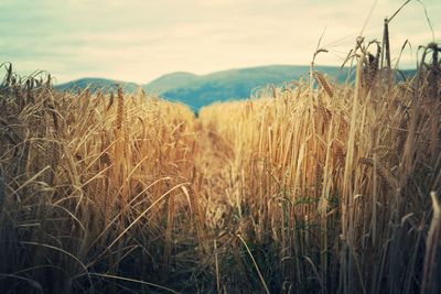 Close-up of wheat field against sky