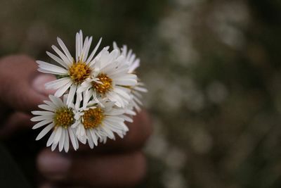 Close-up of white daisy flowers