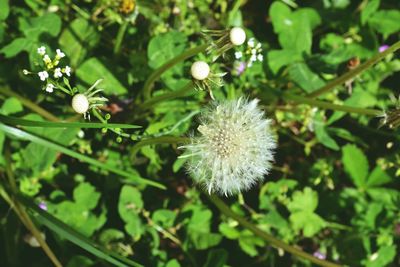 Close-up of white dandelion flower