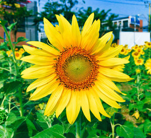 Close-up of yellow sunflower