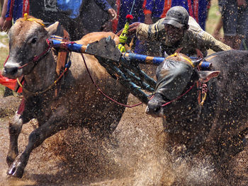 Man riding cows at cow race competition