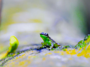 Close-up of frog on rock