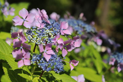 Close-up of pink flowering plant