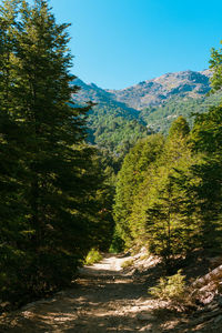 Dirt road amidst trees in forest against clear sky