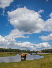 Horse on field against sky