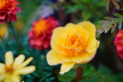 Close-up of yellow flowering plant