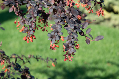 Close-up of red flowering plant