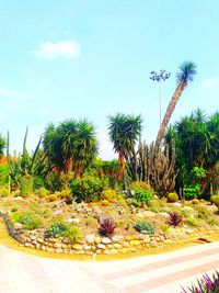 Palm trees and plants growing on field against sky