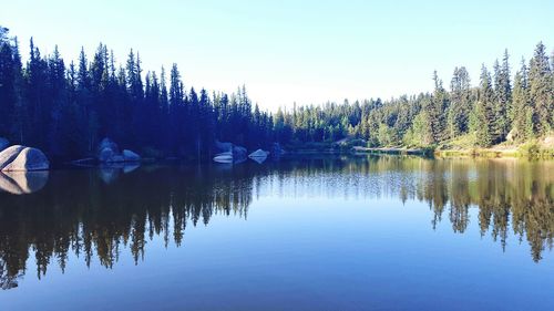 Reflection of trees in calm lake