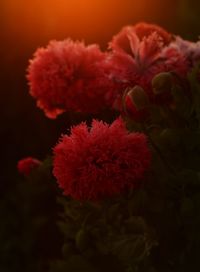 Close-up of red flowers