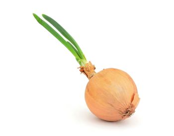 Close-up of pumpkin against white background