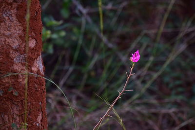 Close-up of pink flower on tree trunk