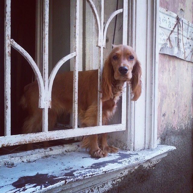 animal themes, domestic animals, mammal, one animal, pets, dog, window, built structure, door, architecture, no people, house, day, building exterior, metal, fence, zoology, looking at camera, wood - material, outdoors