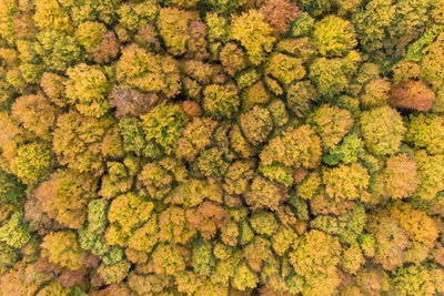 Full frame shot of yellow flowering plants