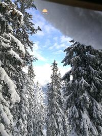 Low angle view of trees against sky