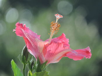 Close-up of red flower blooming outdoors