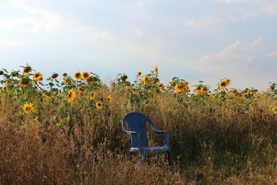 Scenic view of grassy field against sky