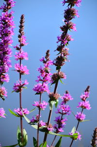 Low angle view of tree against blue sky