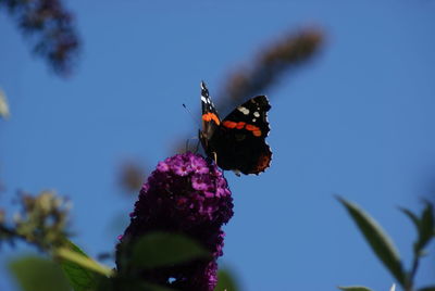 Close-up of butterfly on flower