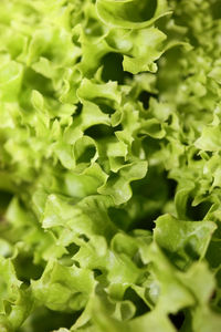 Full frame shot of fresh green leaves