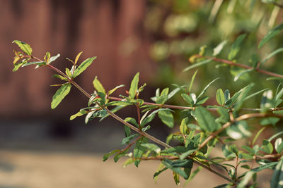 Fresh green leaves of pomegranate plant