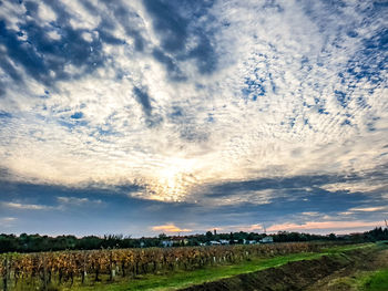 Scenic view of agricultural field against sky at sunset