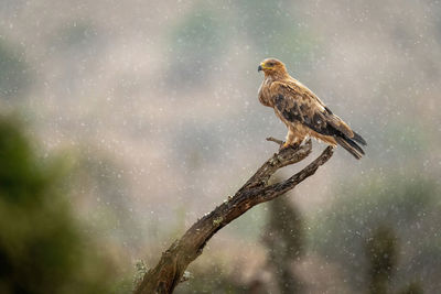 Tawny eagle on dead branch in rain