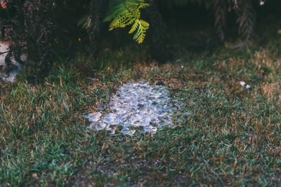 High angle view of crushed ice on grass in yard