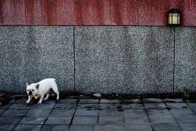 French bulldog against wall on sidewalk